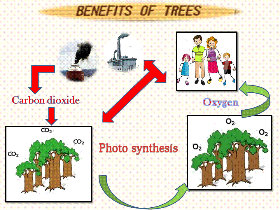 Benefits of Trees